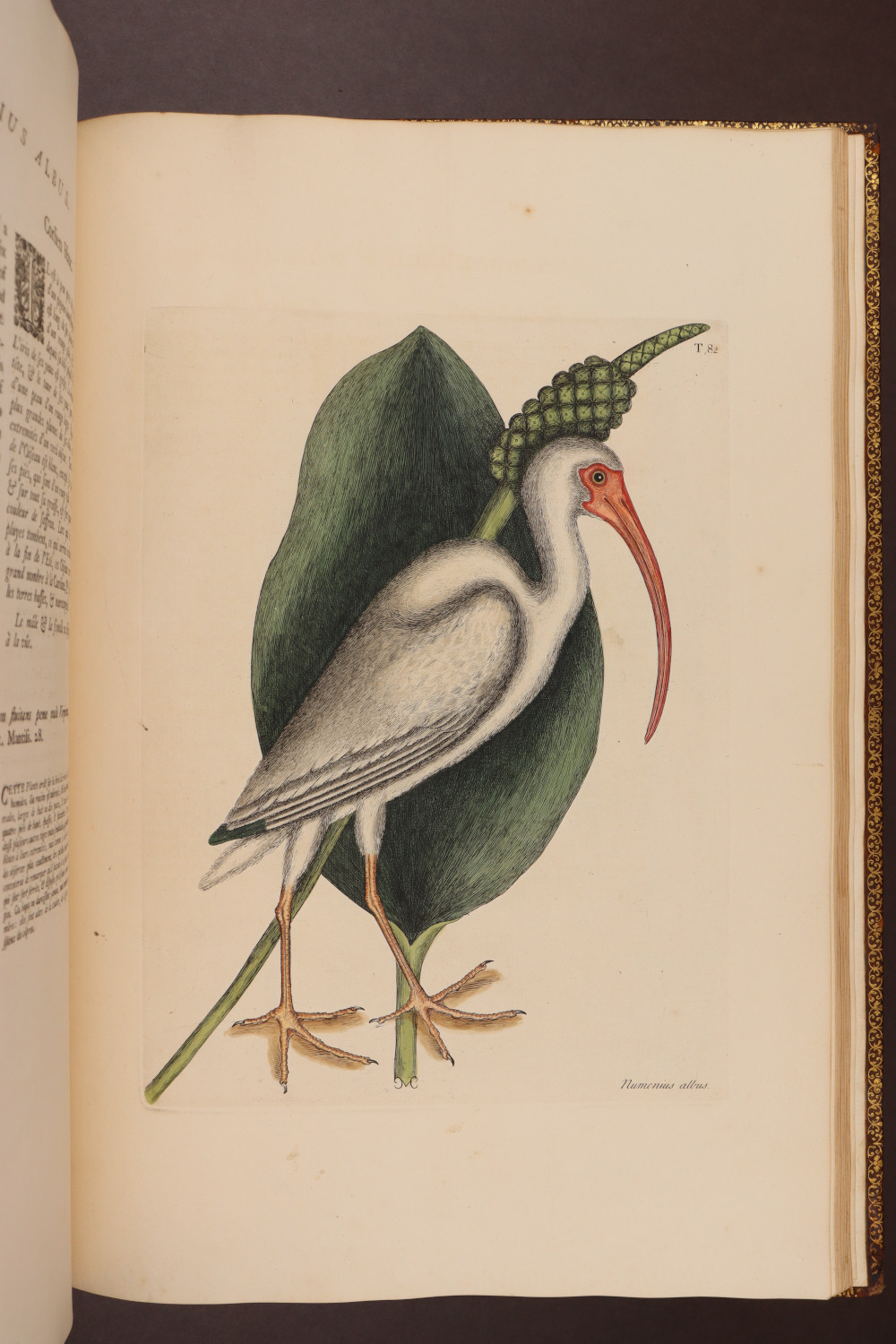 Plate 82